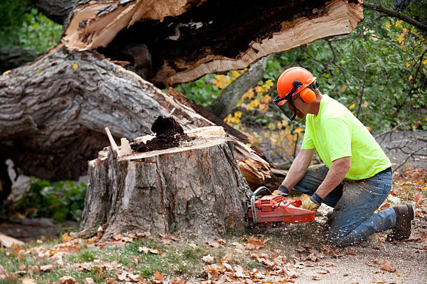 Best Palm Tree Trimming  in Rexburg, ID