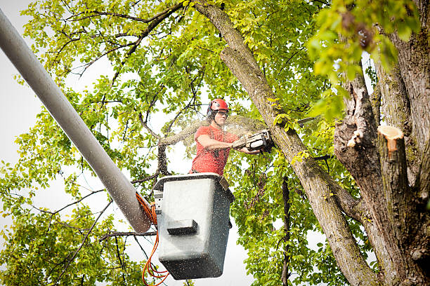 Professional Tree Removal in Rexburg, ID