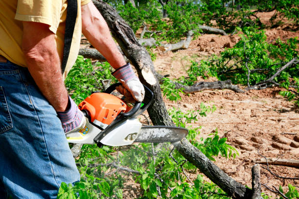 How Our Tree Care Process Works  in  Rexburg, ID